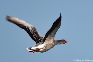 natuurfotografie-eend-in vogelvlucht