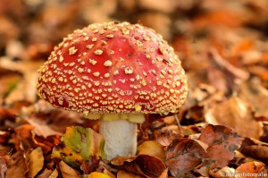 natuurfotografie paddenstoel haagse bos