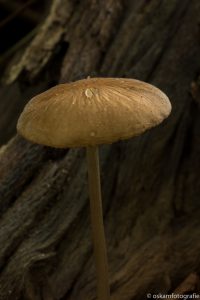 landschapsfotografie-paddenstoel-onbelicht-haagse-bos