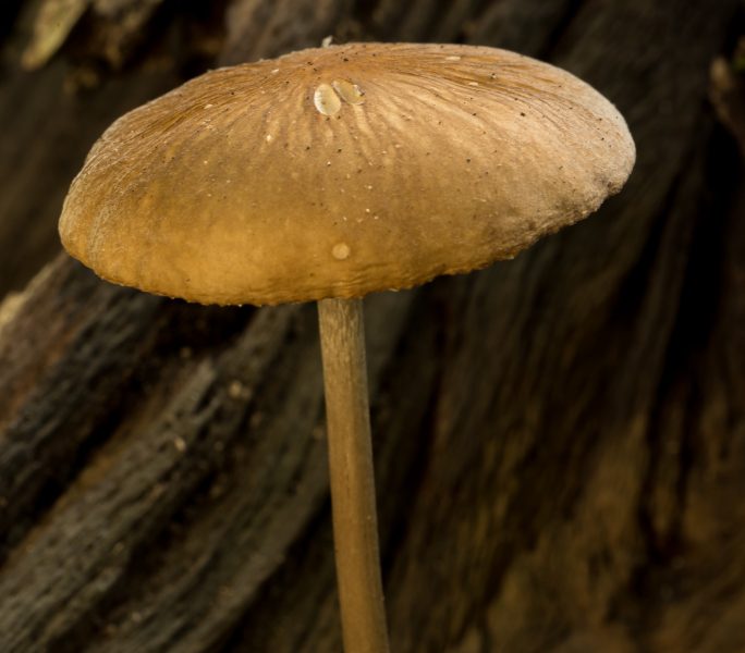 landschapsfotografie-paddenstoel-haagse-bos