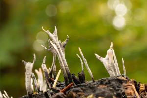 20191019- DSC0615-paddenstoelen zeist-2